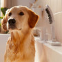 Douchette pour chien Dogshower Hansgrohe