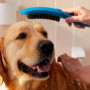 Douchette pour chien Dogshower Hansgrohe